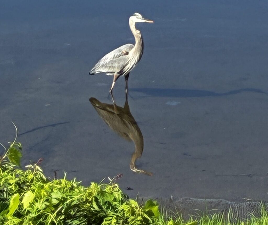 heron