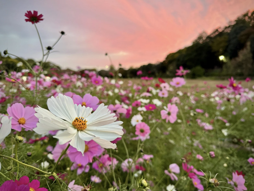screenshot 2026 08 03 at 3.12.11 pm