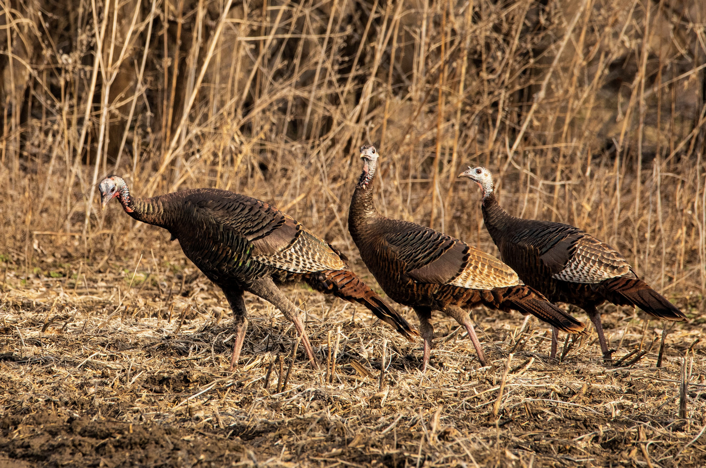 Message from the wild turkeys screenshot 2026 09 30 at 11.03.14 am