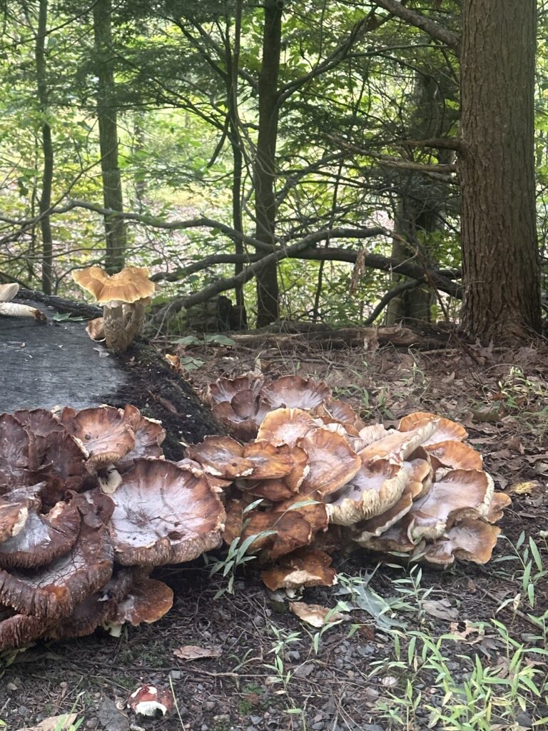 Mushrooms